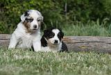 BERGER AUSTRALIEN PUPPIES 310